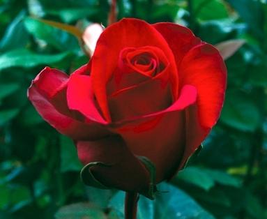 Производительность сорта