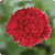 Carnations