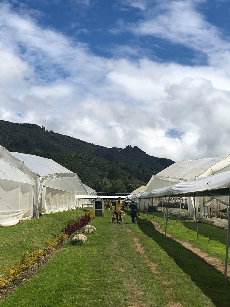 Цветочная плантация ALEXANDRA FARMS (Колумбия)