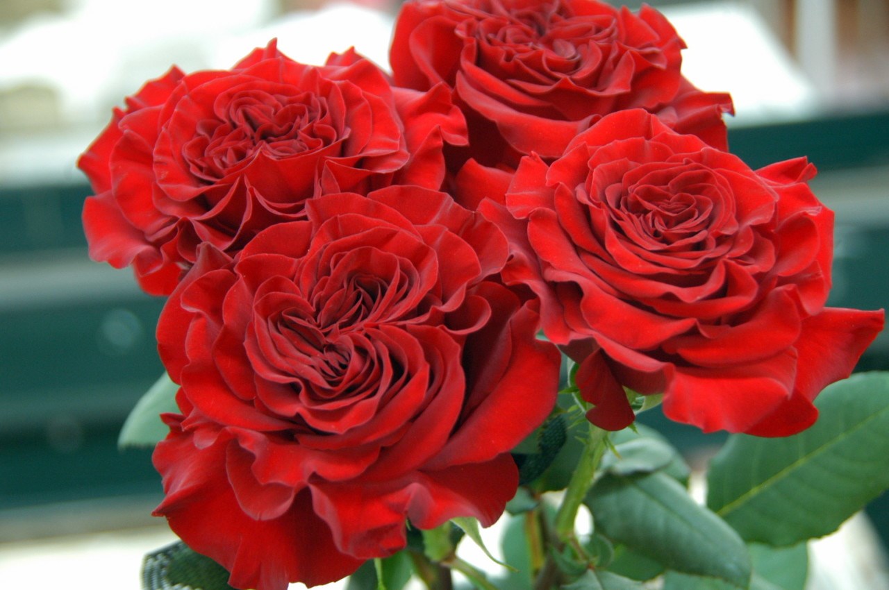 Цветочная плантация ALEXANDRA FARMS (Колумбия)