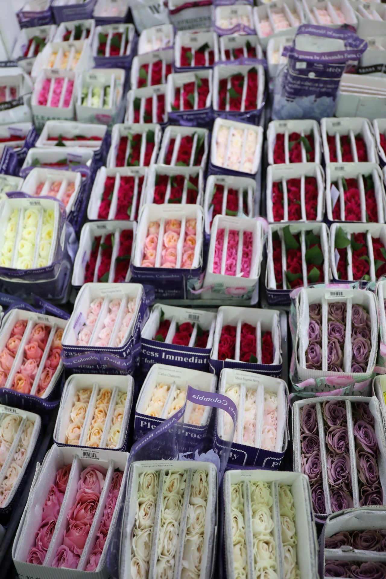 Цветочная плантация ALEXANDRA FARMS (Колумбия)