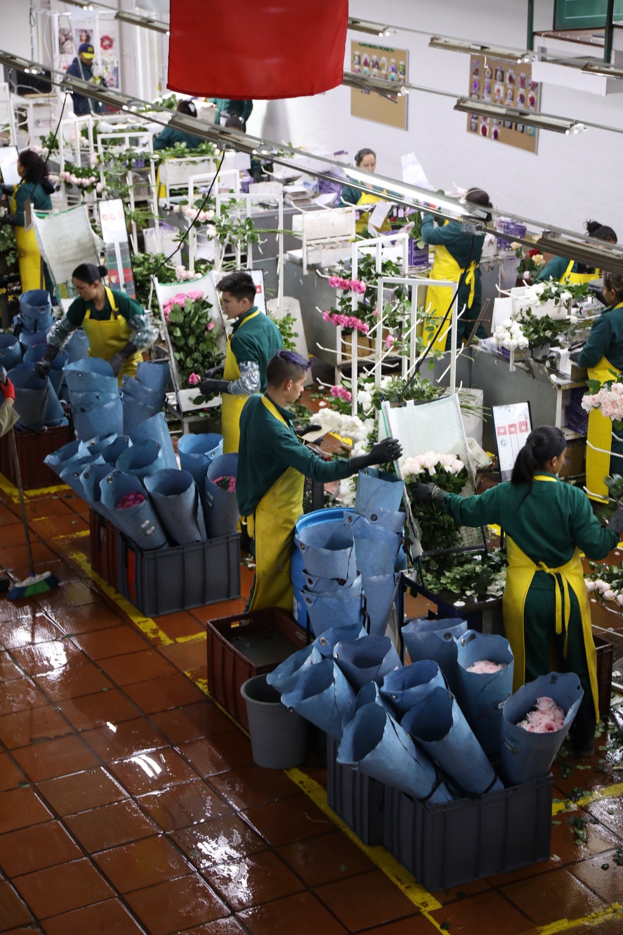 Цветочная плантация ALEXANDRA FARMS (Колумбия)