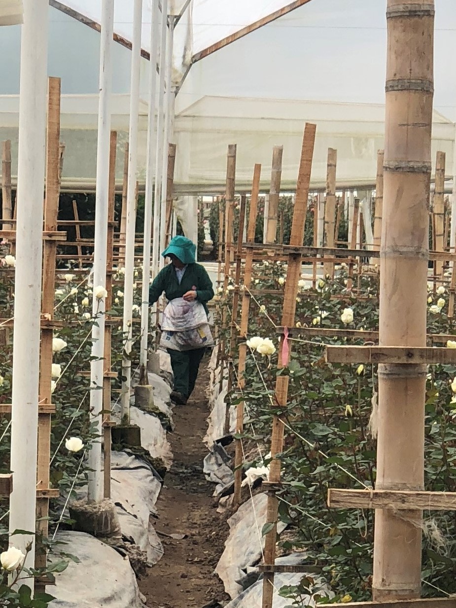 Цветочная плантация ALEXANDRA FARMS (Колумбия)