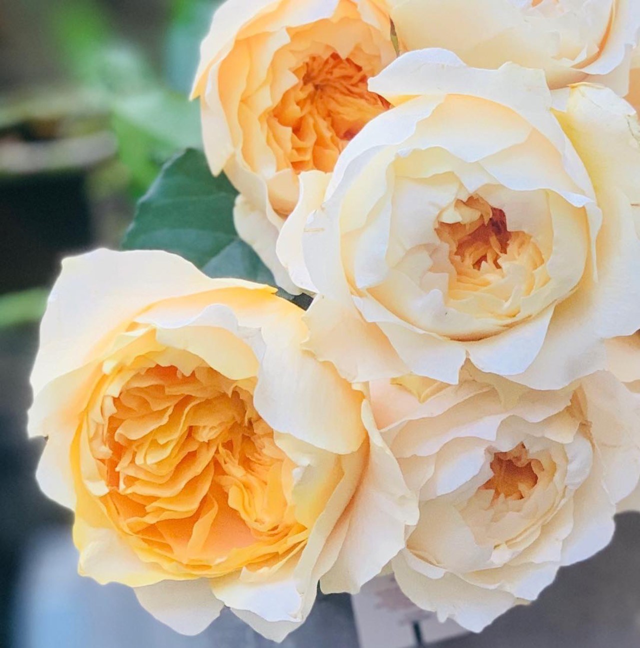 Цветочная плантация ALEXANDRA FARMS (Колумбия)