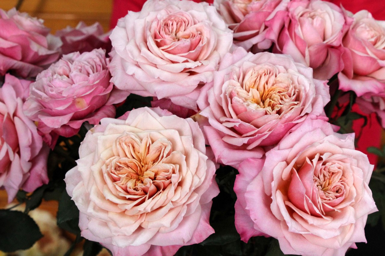 Цветочная плантация ALEXANDRA FARMS (Колумбия)