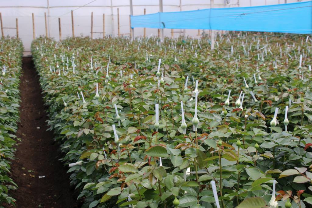 Цветочная плантация ALEXANDRA FARMS (Колумбия)
