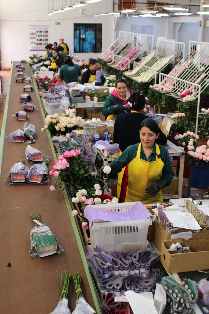 Цветочная плантация ALEXANDRA FARMS (Колумбия)