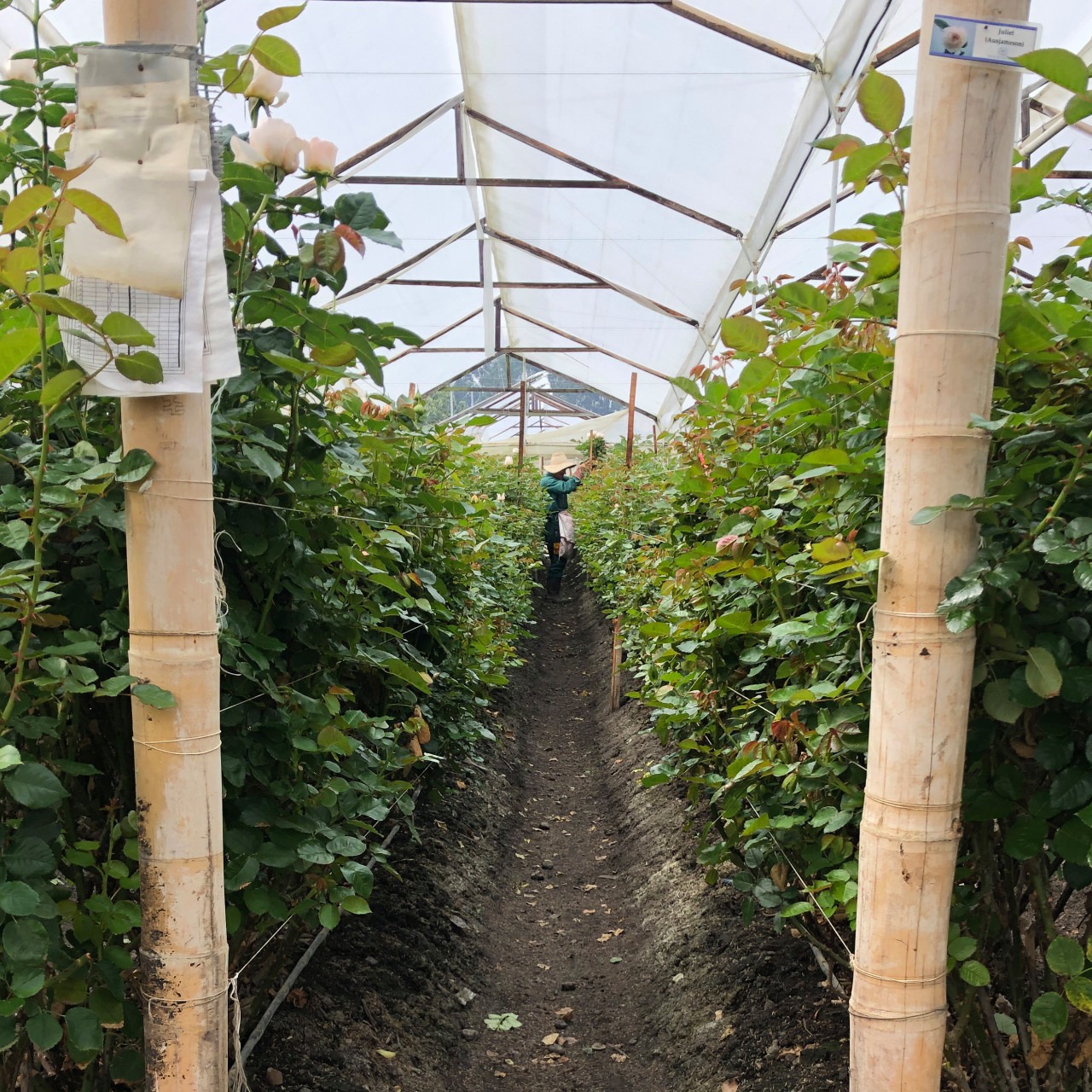 Цветочная плантация ALEXANDRA FARMS (Колумбия)