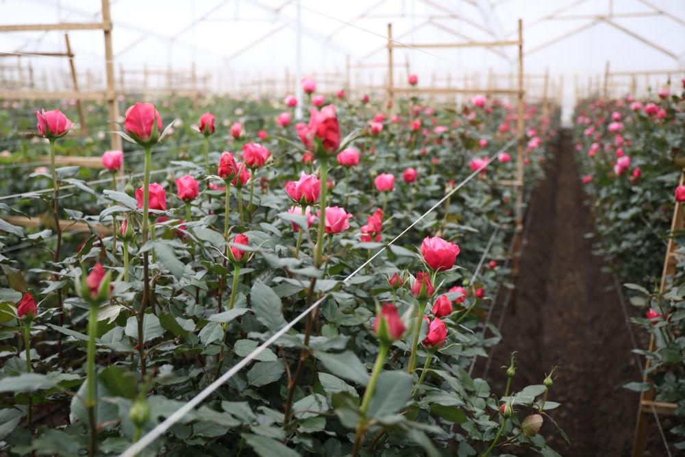 Цветочная плантация ALEXANDRA FARMS (Колумбия)