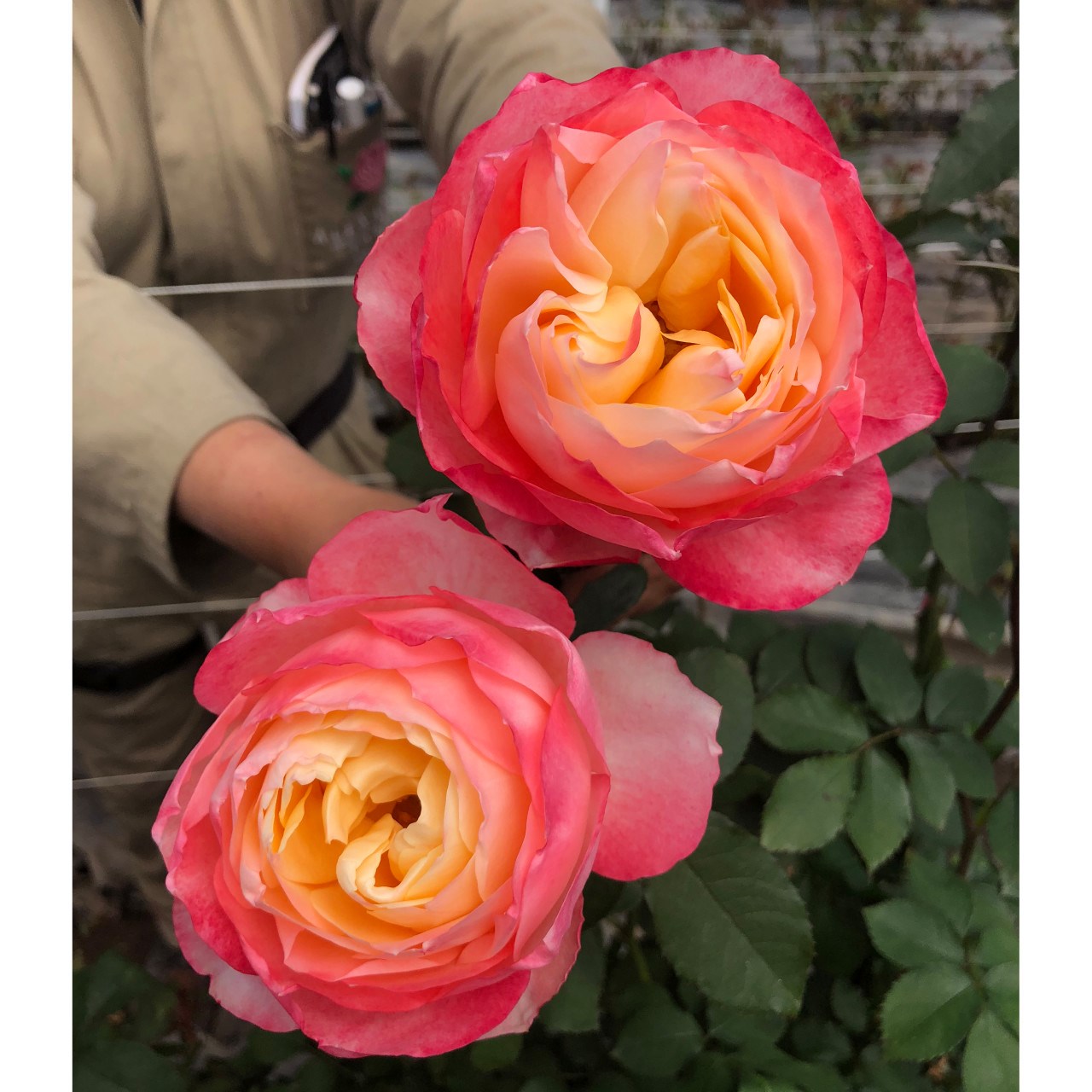 Цветочная плантация ALEXANDRA FARMS (Колумбия)