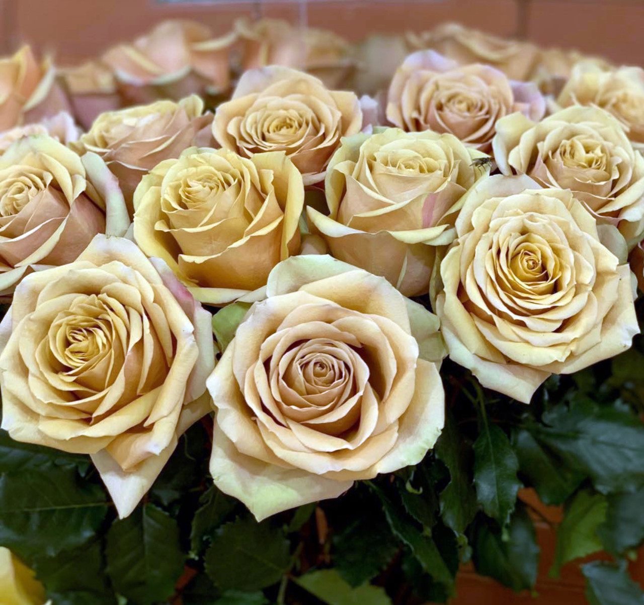 Цветочная плантация ALEXANDRA FARMS (Колумбия)