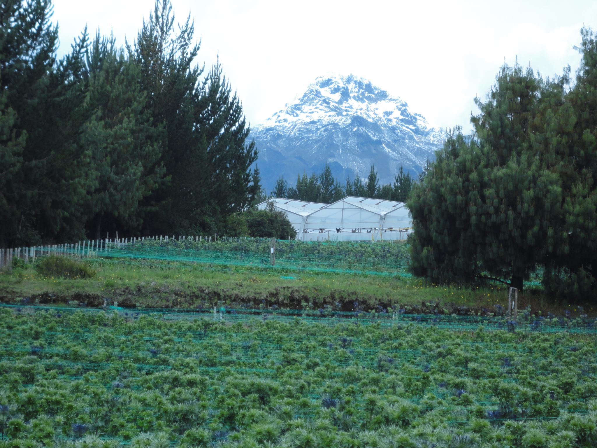 Ферма Agrogana (Эквадор)