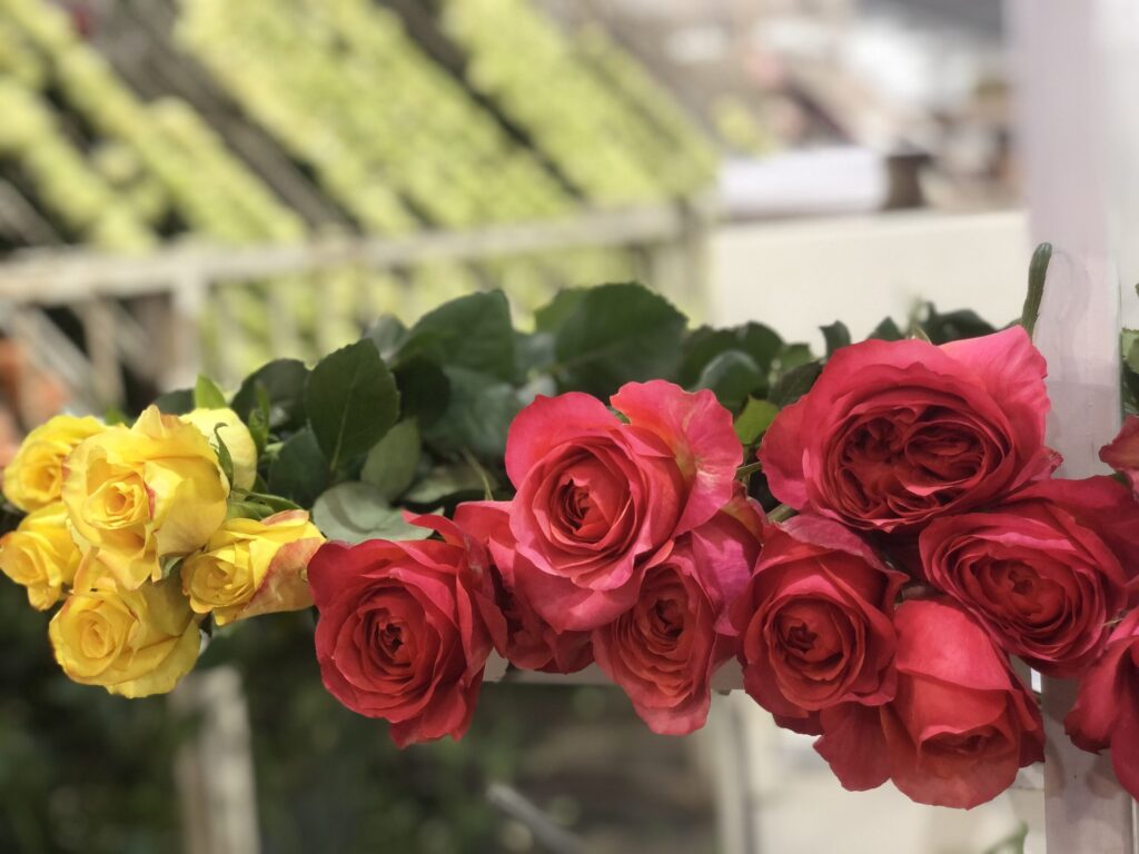 Ферма Agrogana (Эквадор)