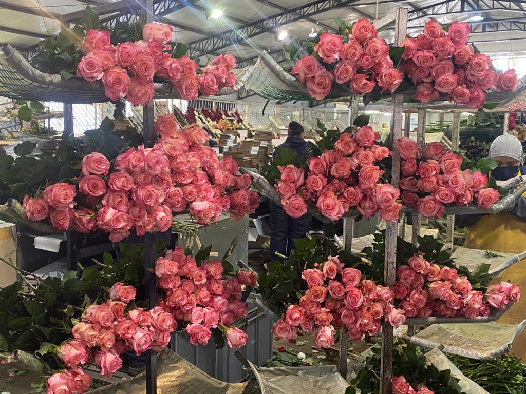 Ферма Agrogana (Эквадор)