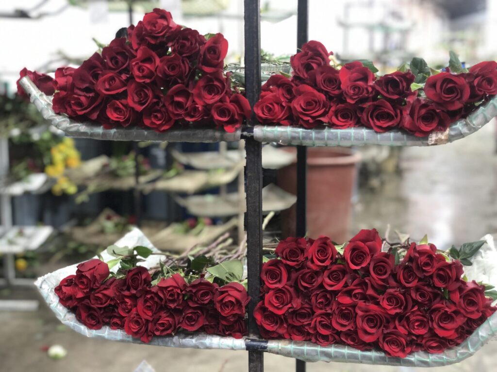 Ферма Agrogana (Эквадор)