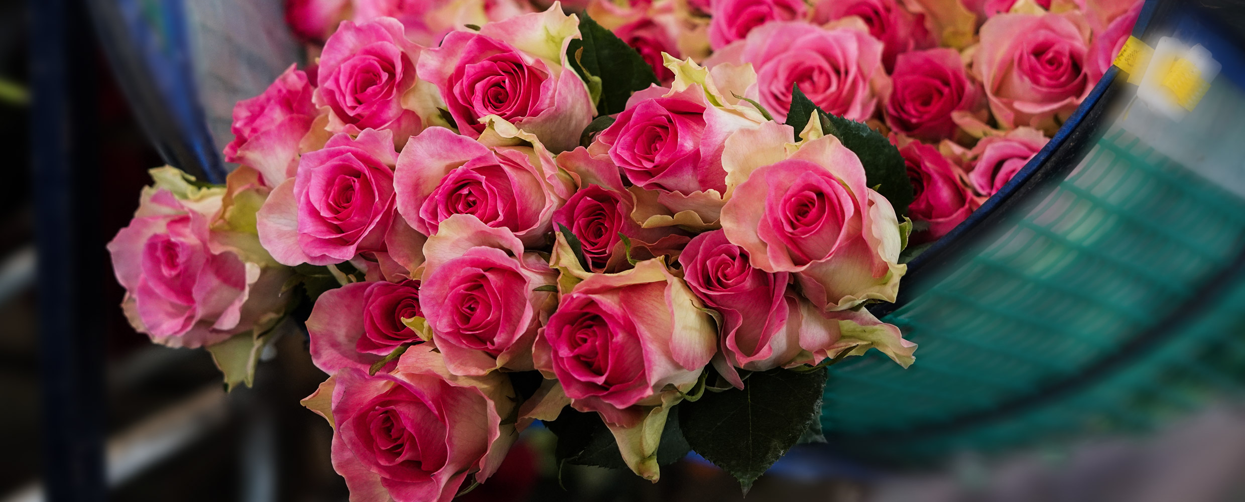 Ферма Agrogana (Эквадор)