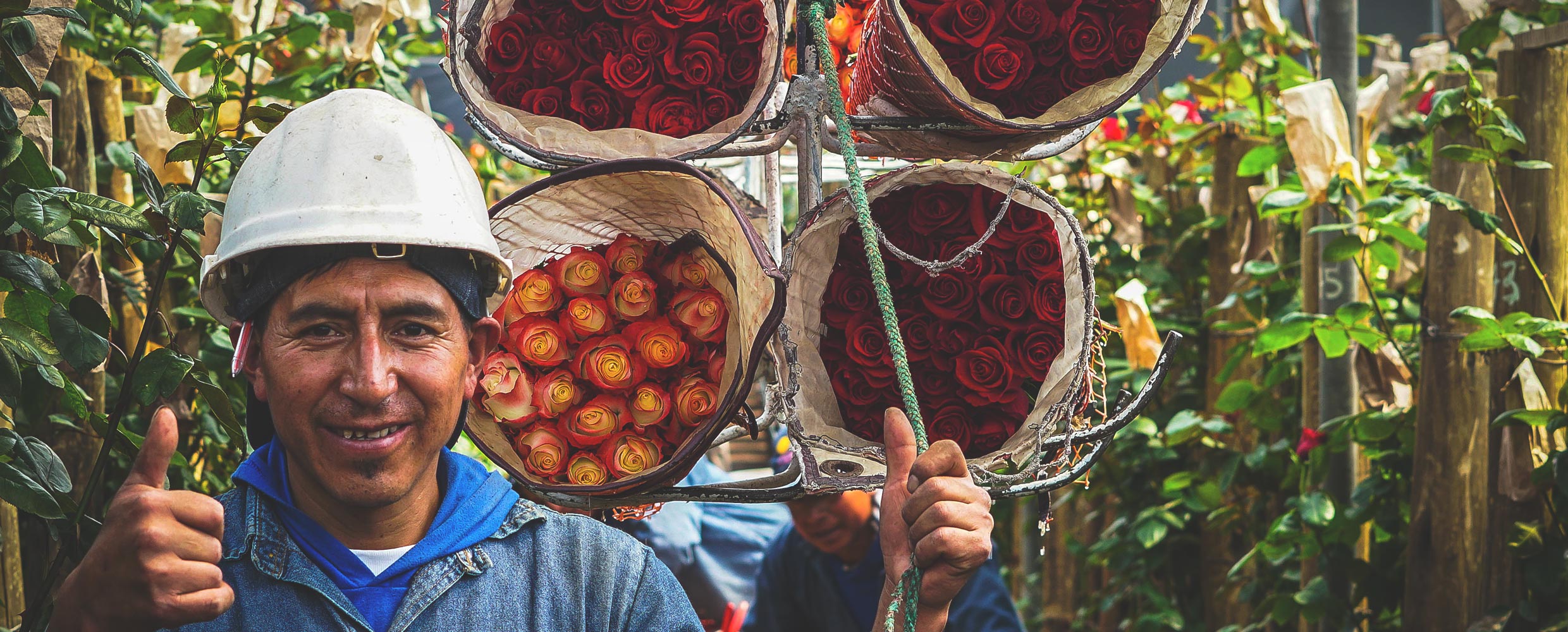 Ферма Agrogana (Эквадор)