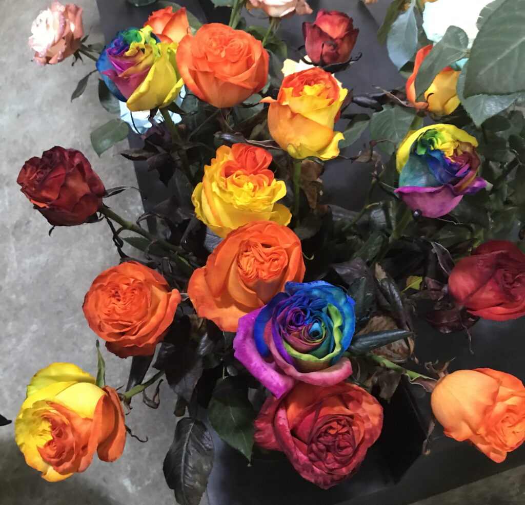 Ферма Agrogana (Эквадор)