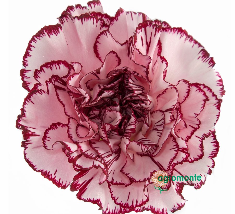 Ферма Agromonte SAS (Колумбия)