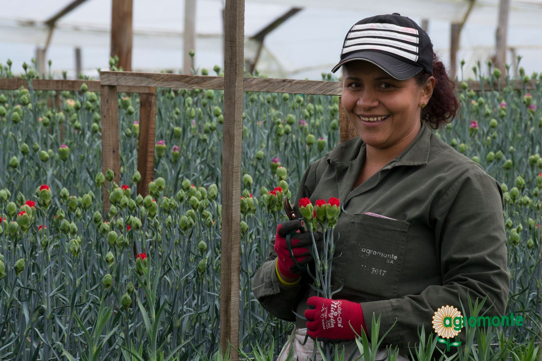 Ферма Agromonte SAS (Колумбия)