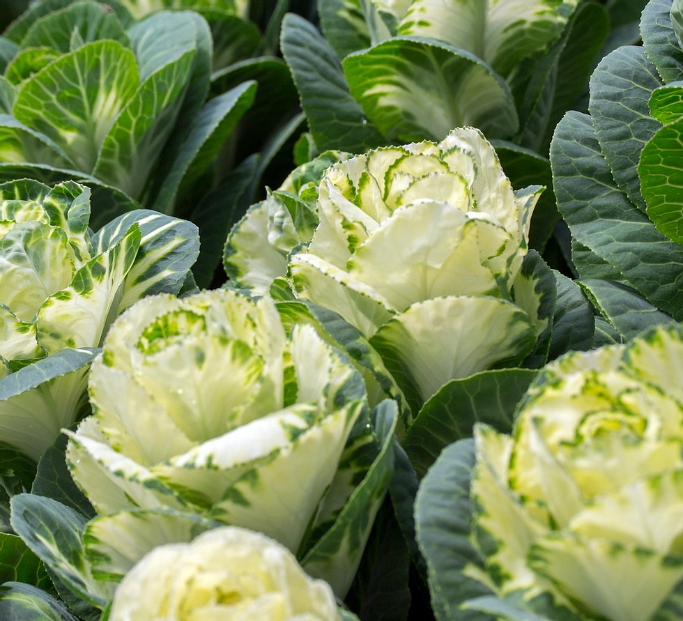 Ферма Agromonte SAS (Колумбия)