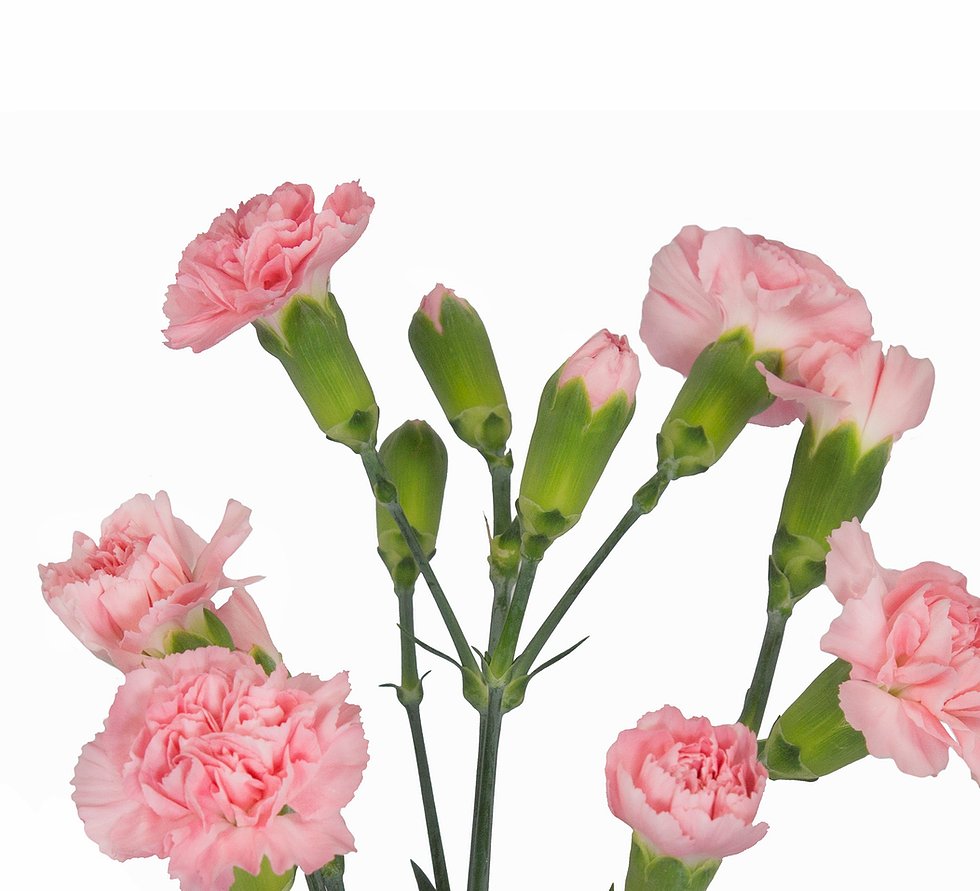 Ферма Agromonte SAS (Колумбия)