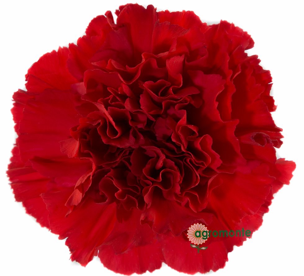 Ферма Agromonte SAS (Колумбия)