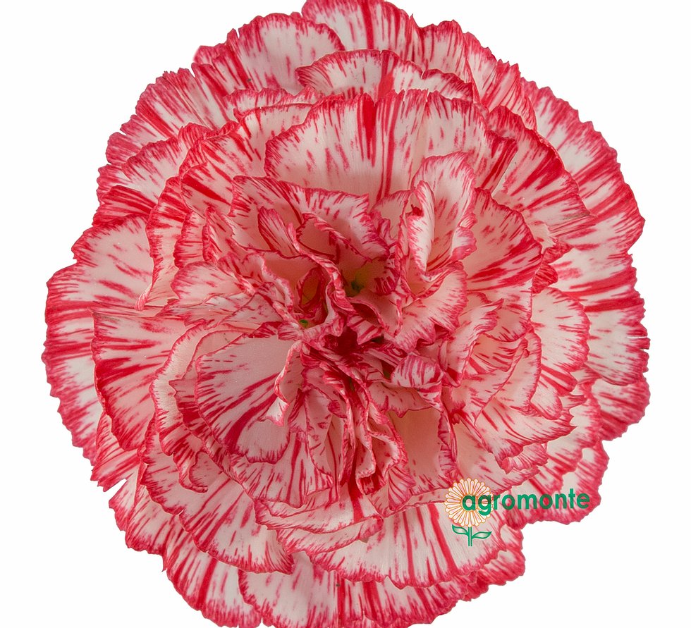 Ферма Agromonte SAS (Колумбия)