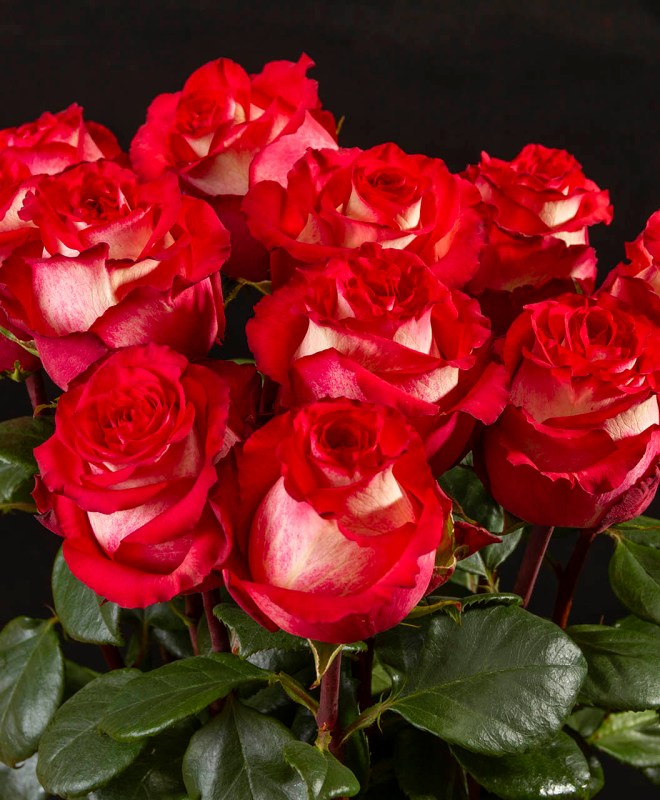 Alta Sierra Roses (Эквадор)