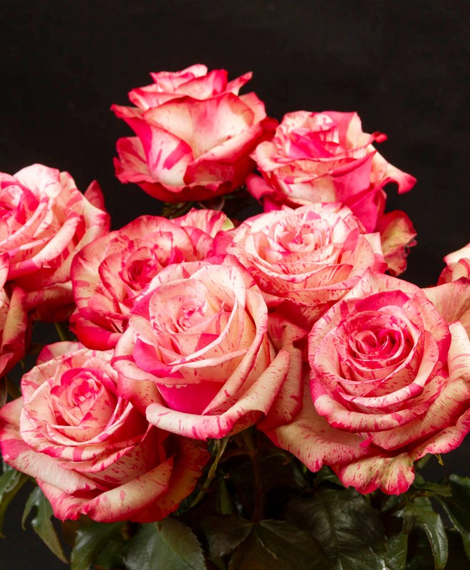 Alta Sierra Roses (Эквадор)