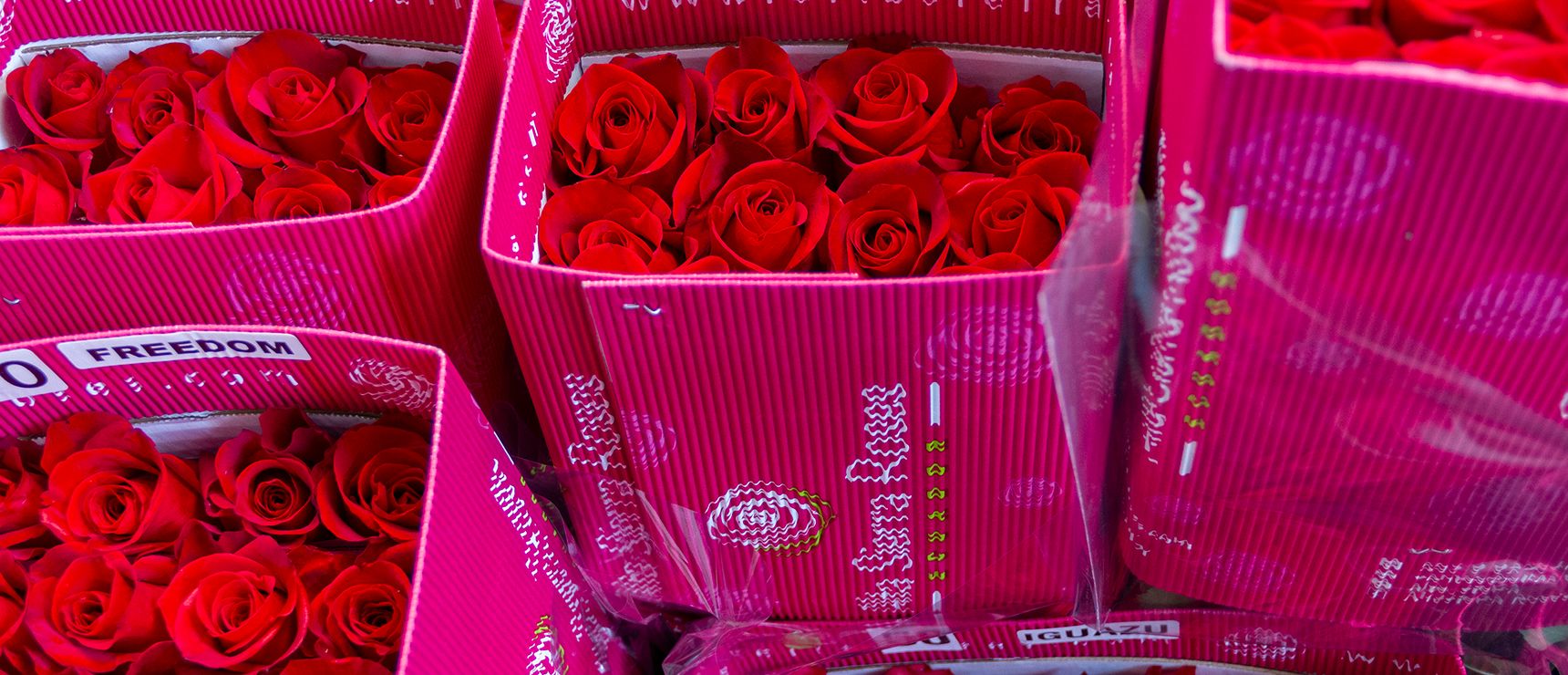 Alta Sierra Roses (Эквадор)