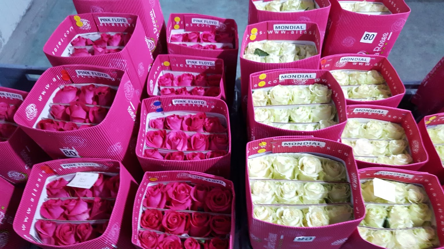 Alta Sierra Roses (Эквадор)