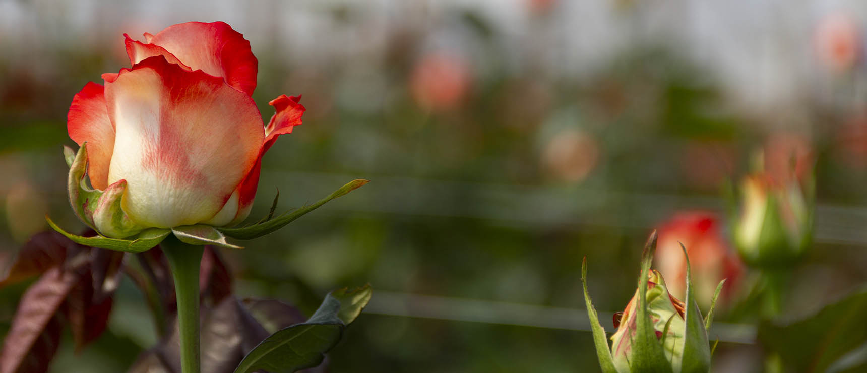 Alta Sierra Roses (Эквадор)