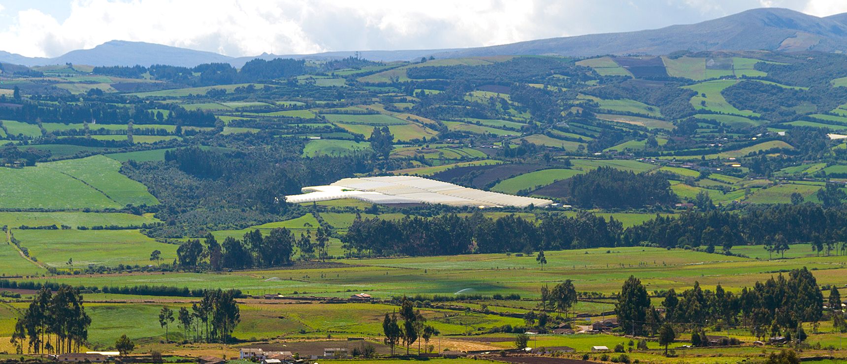 Alta Sierra Roses (Эквадор)