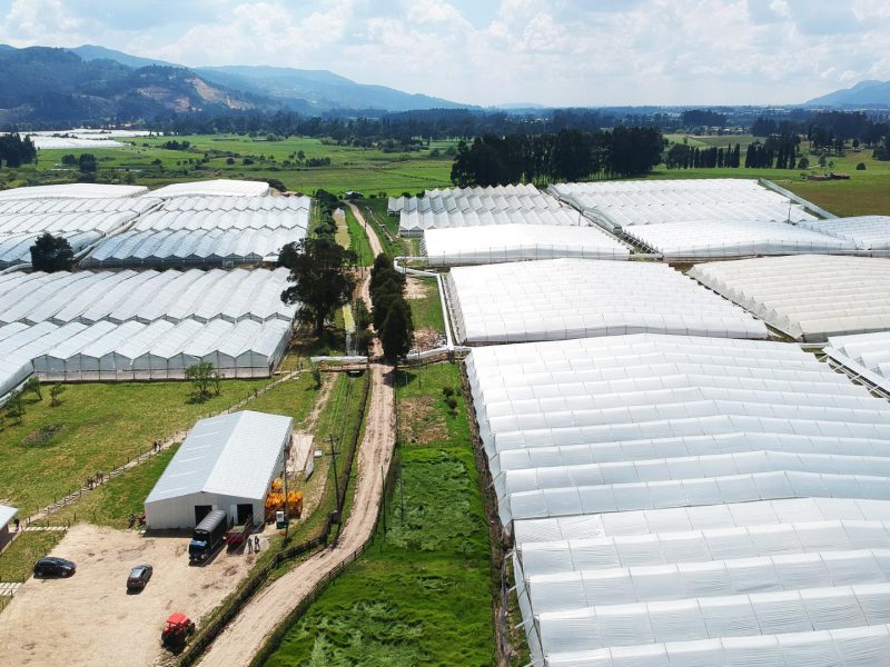 Ферма Aposentos Flower Farms (Колумбия)