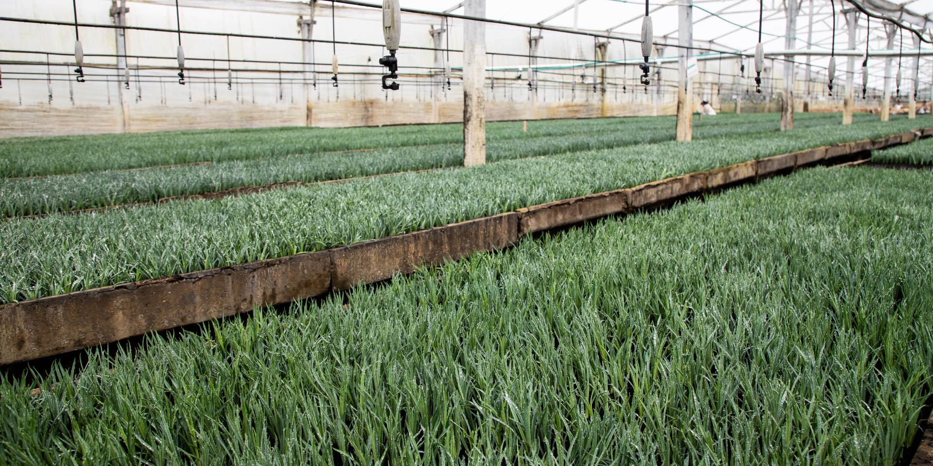 Ферма Aposentos Flower Farms (Колумбия)