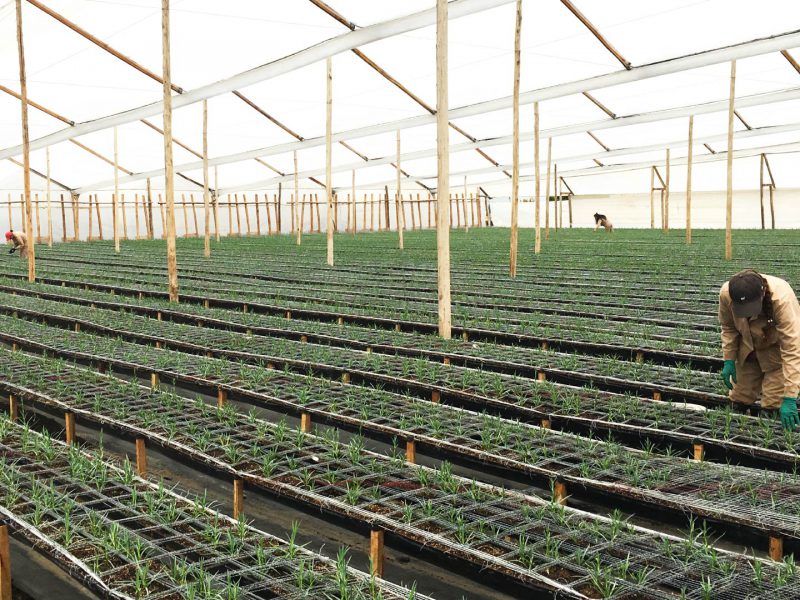 Ферма Aposentos Flower Farms (Колумбия)