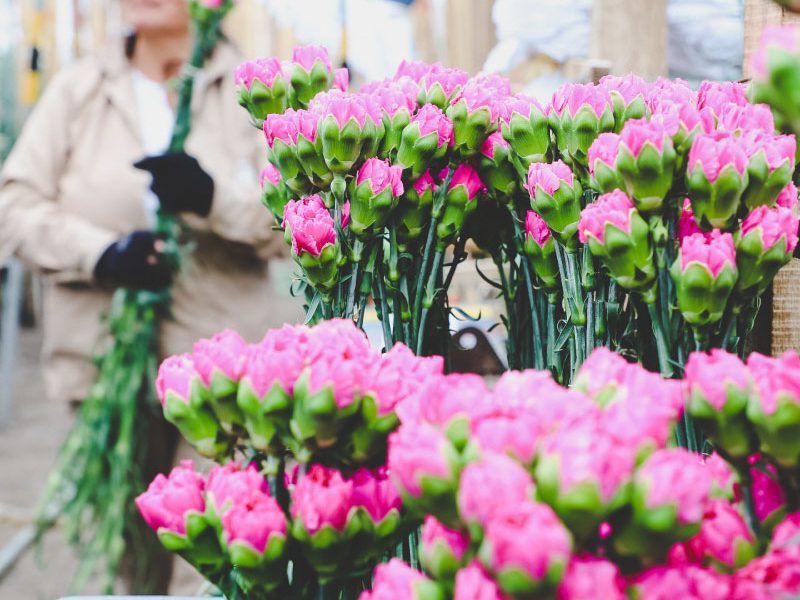 Ферма Aposentos Flower Farms (Колумбия)