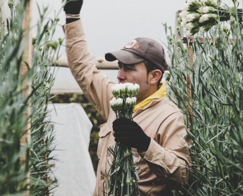 Ферма Aposentos Flower Farms (Колумбия)