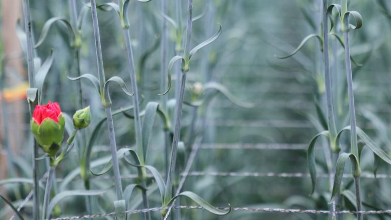 Ферма Aposentos Flower Farms (Колумбия)