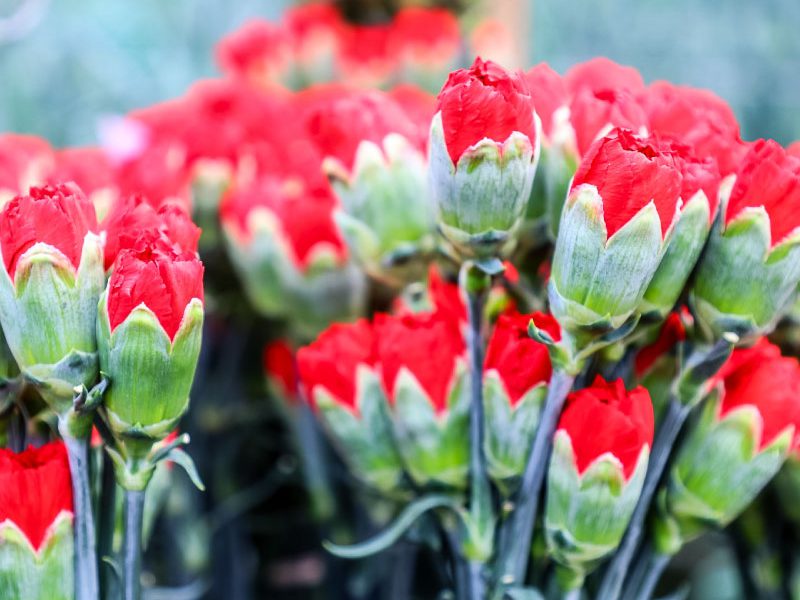 Ферма Aposentos Flower Farms (Колумбия)