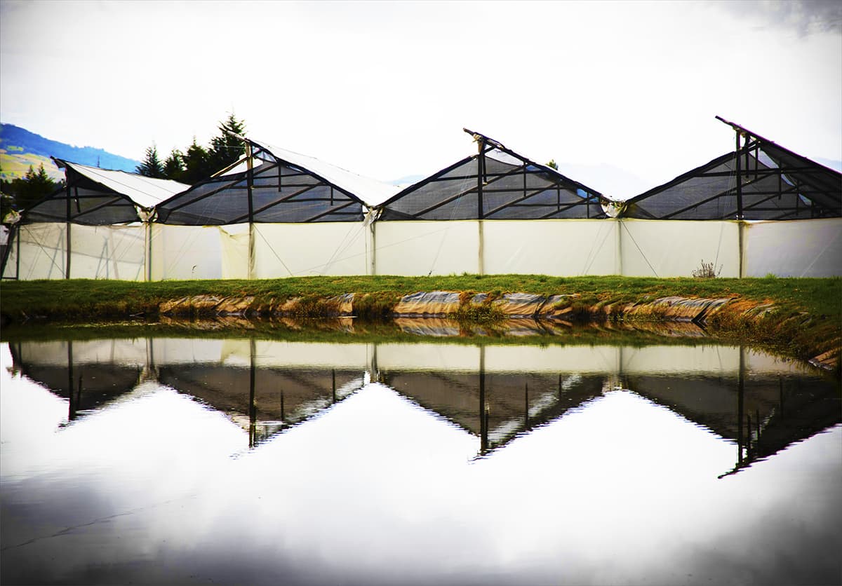 Ферма Agromonte SAS (Колумбия)