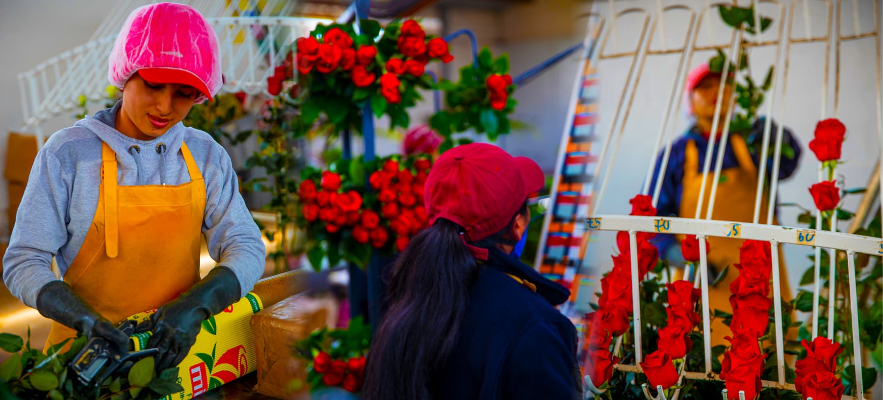 Ферма Agromonte SAS (Колумбия)