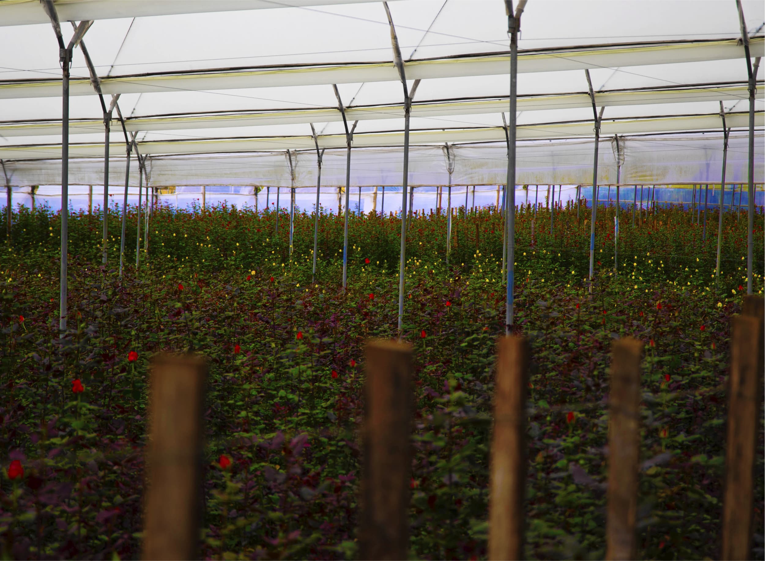 Ферма Agromonte SAS (Колумбия)