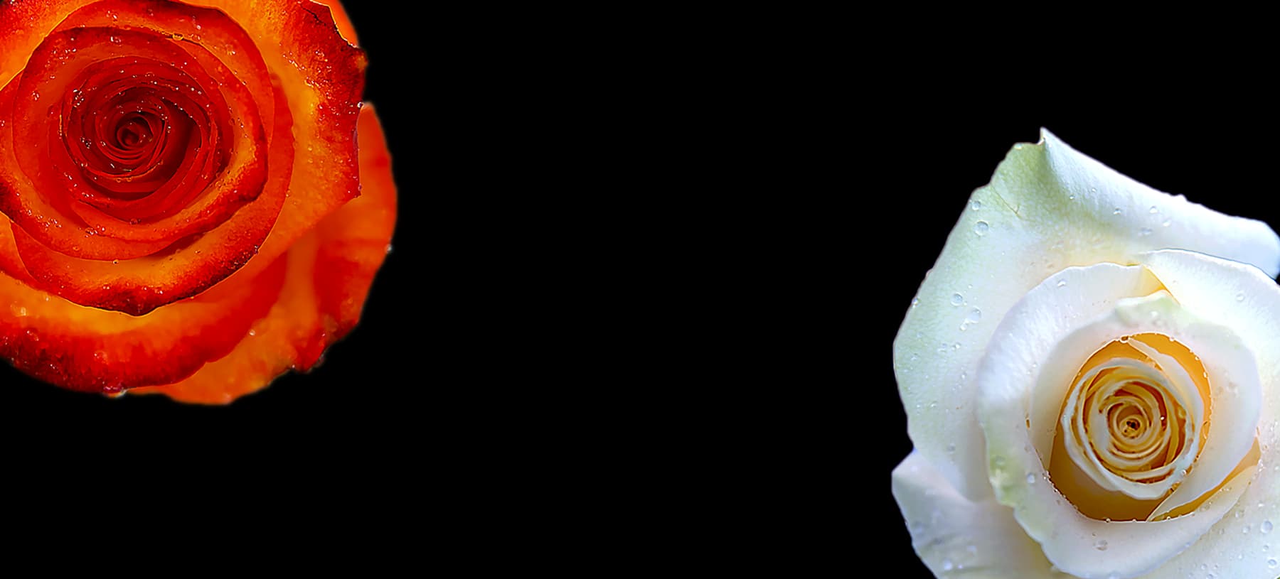 Ферма Agromonte SAS (Колумбия)