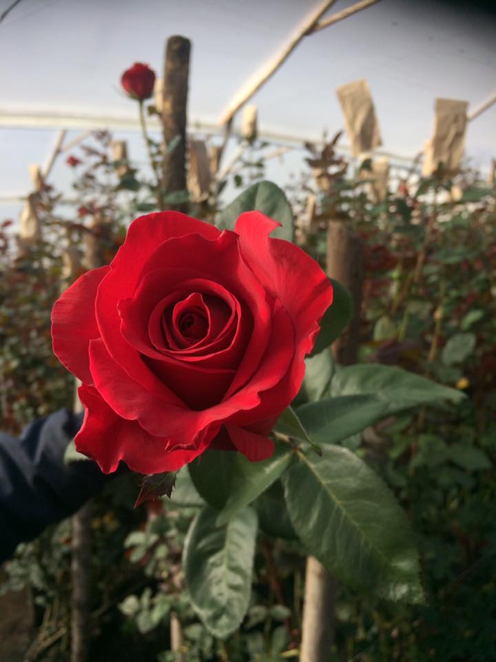 Ферма Agromonte SAS (Колумбия)