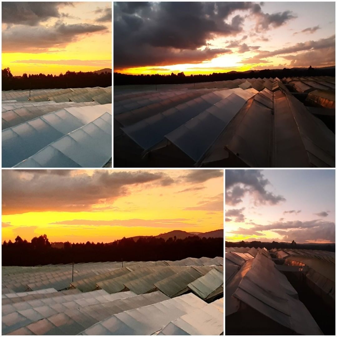 Ферма Baraka Roses (Кения)