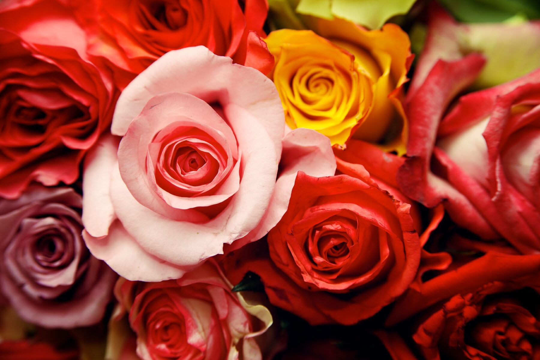 Ферма Baraka Roses (Кения)