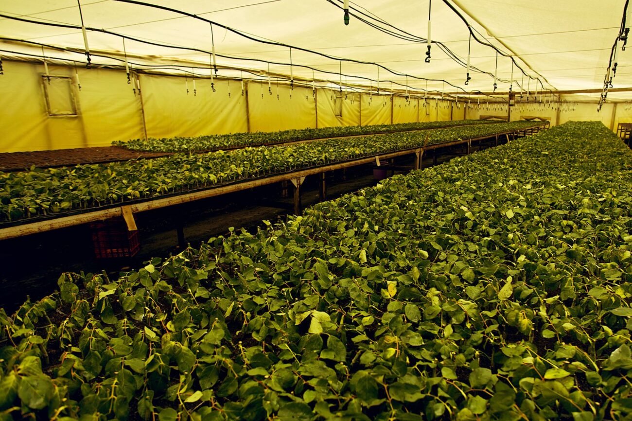 Ферма Baraka Roses (Кения)