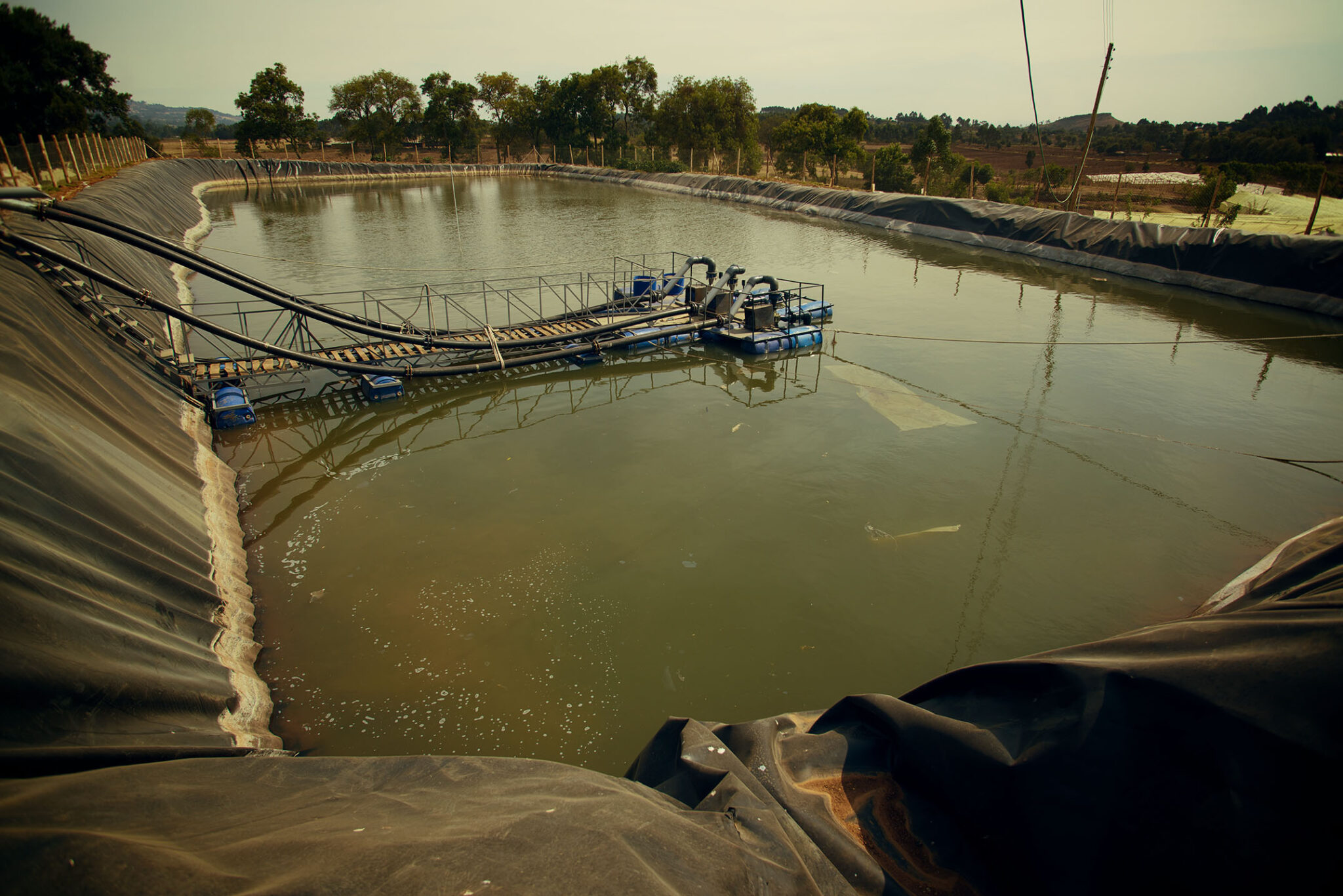 Ферма Baraka Roses (Кения)